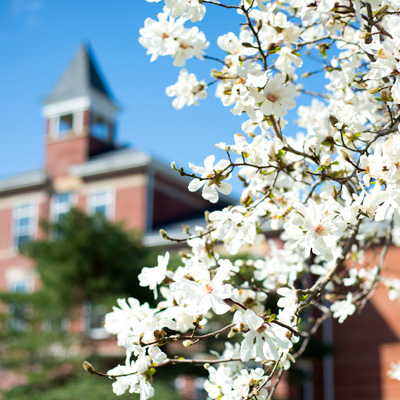 Dogwood trees bloom in front of Founders Hall